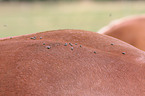 flies on horse