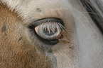 blue eye