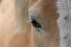 horse eye