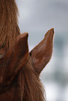 horse ears