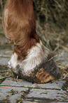 horse hoof