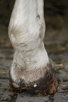 horse hoof