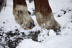 horse hoof