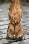 horse hoof
