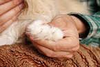 forest cat paw