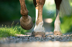 horse's hoof