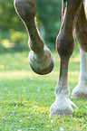 horse's hoof