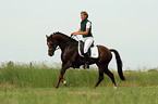 German Riding Pony stallion in dressage training