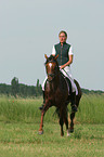 German Riding Pony stallion in dressage training
