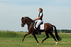German Riding Pony stallion in dressage training