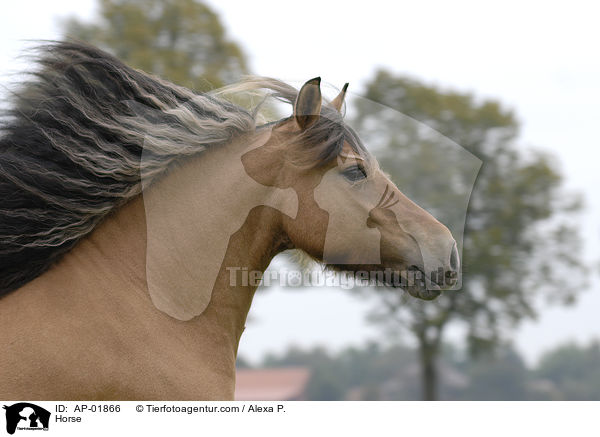 Falbe / Horse / AP-01866