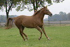 running horse