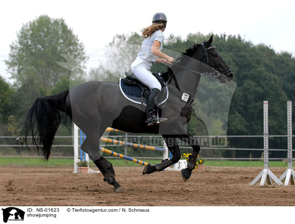 Springreiten / showjumping / NS-01623
