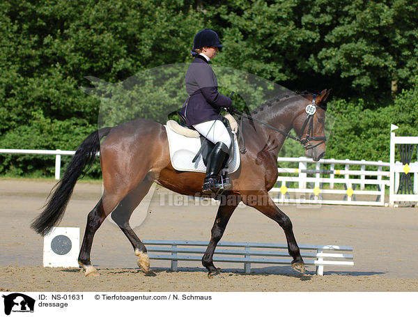 Dressurreiten / dressage / NS-01631