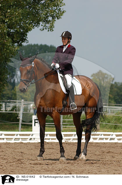 Dressurreiten / dressage / NS-01642