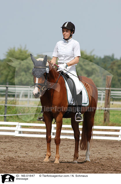 Dressurreiten / dressage / NS-01647