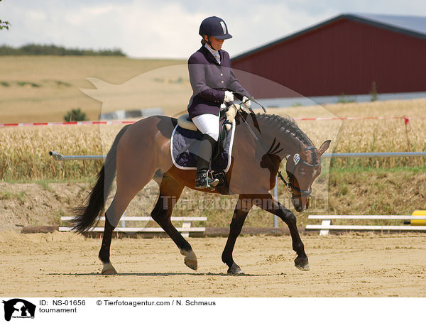 Reitpferdeprfung / tournament / NS-01656