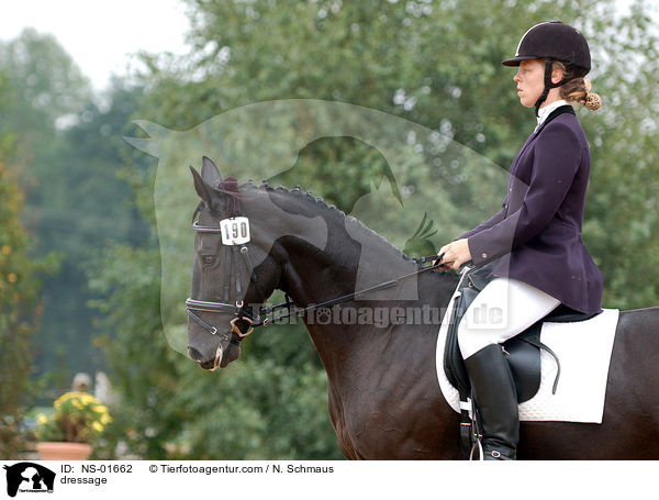 Dressurreiten / dressage / NS-01662