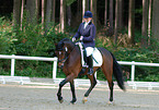 dressage