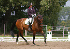 dressage