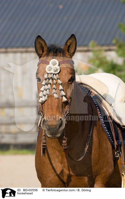 Pferdeportrait / horsehead / BD-00556