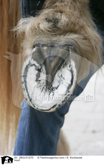 hoof / SKO-01270
