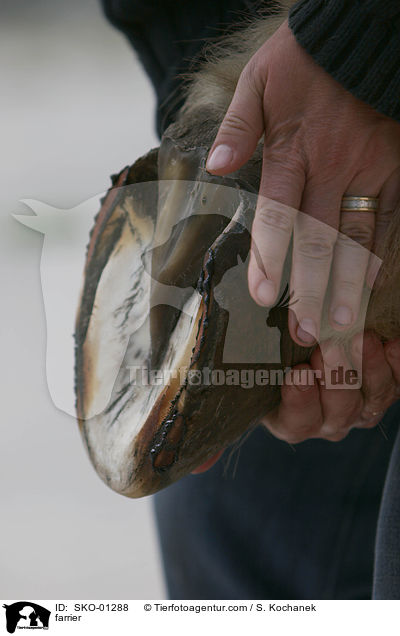 farrier / SKO-01288