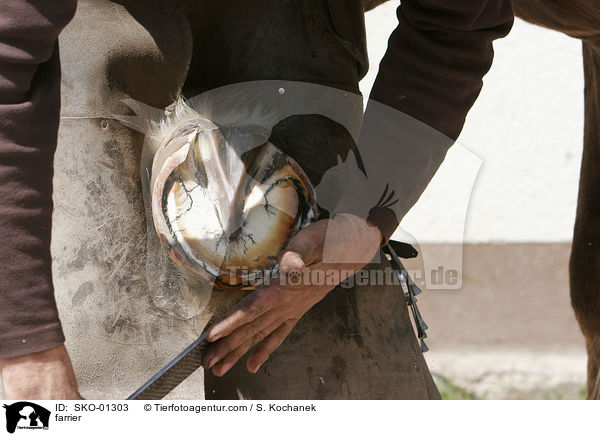 farrier / SKO-01303