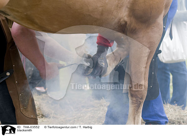 blacksmith / THA-03552