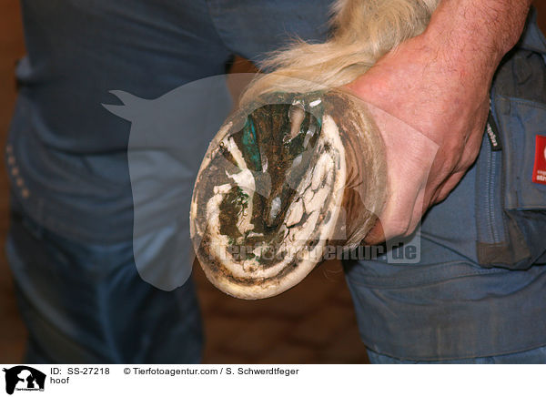 Huf / hoof / SS-27218