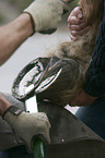 farrier