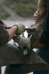 farrier
