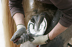 farrier