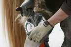 farrier