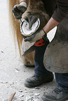 farrier