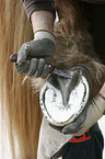 farrier