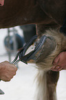 farrier