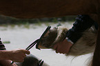 farrier