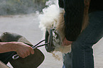 farrier