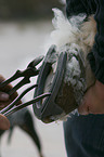 farrier