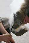 farrier