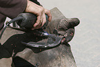 farrier