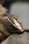farrier