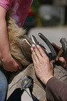 farrier