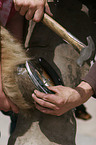 farrier