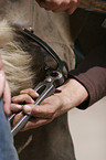 farrier