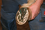 hoof