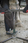 rasping a hoof