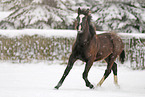 trotting foal