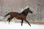 running foal